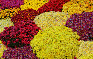 colorful flower background