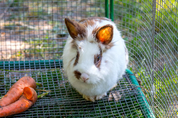 Obraz premium White fluffy rabbit in a cage near carrots_