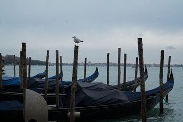 Fototapeta na wymiar Bird resting in venezzia. Gondola