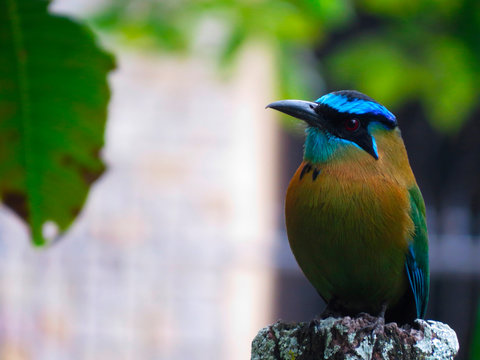 Momoto Images – Browse 91 Stock Photos, Vectors, and Video | Adobe Stock