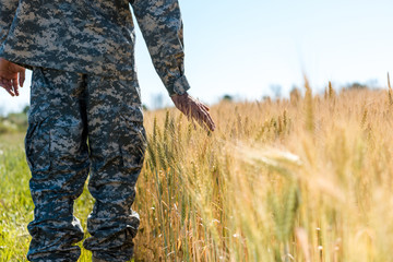 Fototapeta na wymiar cropped view of military man touching wheat in golden field