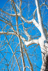 tall white bark tree against blue sky