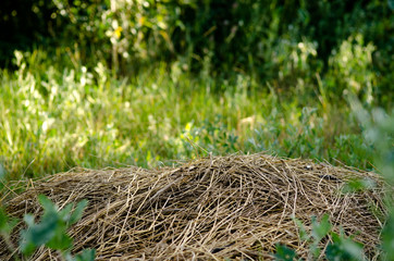 Yellow draw straw on green grass