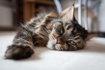 Maine coon cat lying on floor
