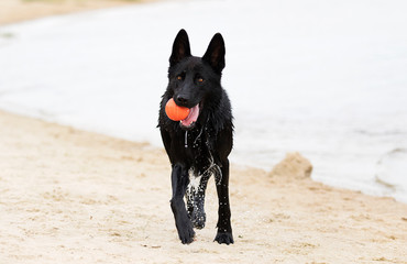 wet black dog runs along the beach
