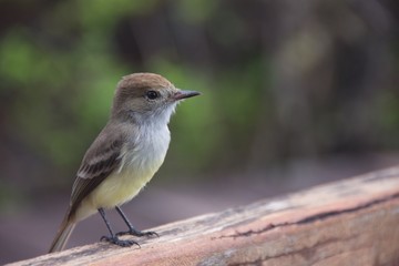 Obraz premium The Galapagos Flycatcher in Santa Cruz Island 