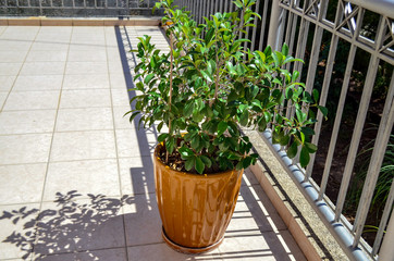 green plants in flower pots