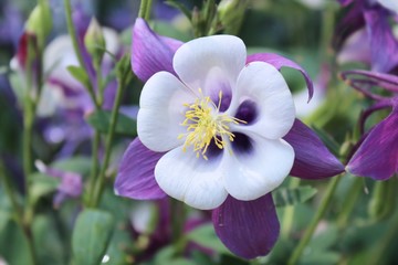 PURPLE & YELLOW COLUMBINE FLOWERS