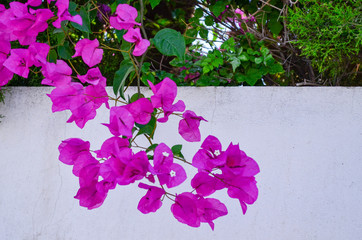 pink flowers on the wall
