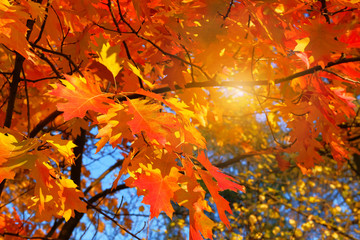 Orange and red autumn leaves background. Autumn forest landscape on a sunny day with oak leaves background.