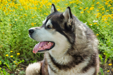 Fototapeta premium Malamute breed dog posing in nature. Malamute gray-white.