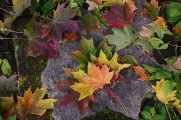 Bouquet of colorful autumn maple leaves on stone in the russian park. Top view or flat lay composition. Bright juicy colors with autumn flowering.