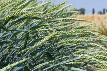 Close up photo of green wheat in spring