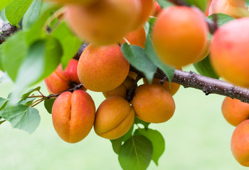Ripe apricots in the orchard