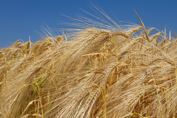 Golden ripened ears of wheat background. Farm autumn harvest of grain agriculture
