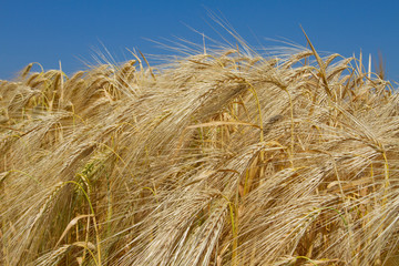 Golden ripened ears of wheat background. Farm autumn harvest of grain agriculture