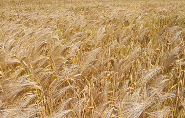 Golden ripened ears of wheat background. Farm autumn harvest of grain agriculture