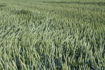 Close up photo of green wheat in spring
