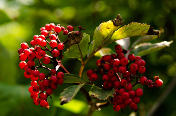 Obraz premium Close up photo of bright vivid red colored berries on branches. Rowan-tree fruitage in summer. Large bunches full of berries. For botanical books and magazines about health, nature and country houses.