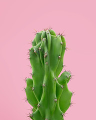 Cactus on a pink background. Cacti succulents poster