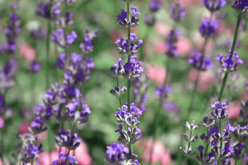 Blooming lavender, pink roses, green grass.