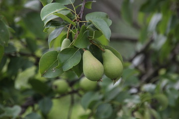 Young green pears on branch in the garden