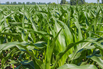 Corn farm. The yellow sweet corns or maizes, the large grain plant.