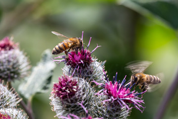 bees in thistles