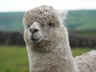 A white Alpaca in Wales. 