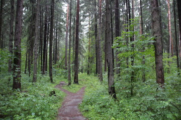 Summer fir trees forest in rainy cloudy day