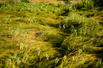 Close up photo of yellow - green wavy grass on field.