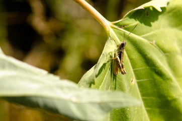Horizontal close-up photo of steppe grasshopper on green leaf. Warm yellow tone.