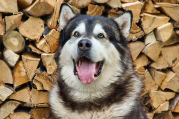 Malamute breed dog posing in nature. Malamute gray-white. The home dog lies by the wood