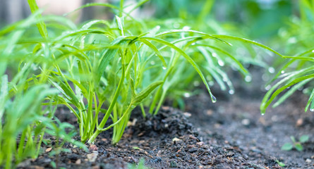 Baby green water Convolvulus or water spinach or worning glory plantation with water drops on leaves just after watering. Young pomoea aquatica growing at outdoor farm.