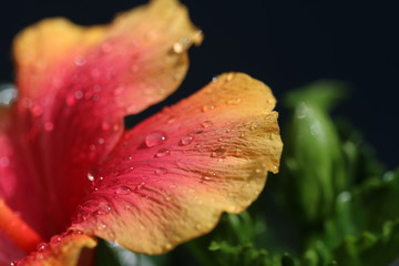 hibiskus  © geheimnis0