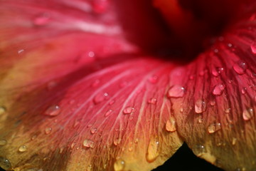hibiskus © geheimnis0