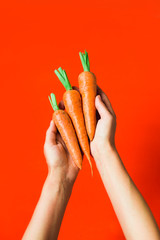 A bunch of fresh carrots in hand on red background.