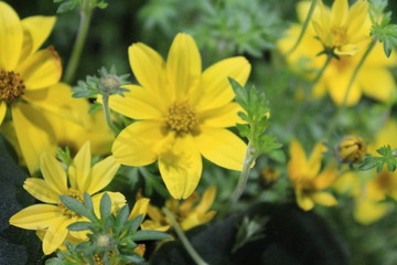 yellow flowers in the garden