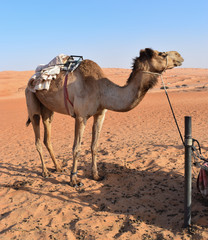 Camello en el desierto