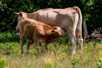 Mutterkuh säugt ihr Kalb auf der Weide