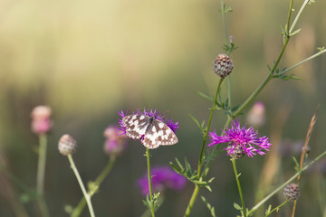 Melanargia galathea on the blossom of a meadow plant