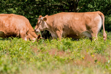 Eine Kuh schleckt eine andere ab