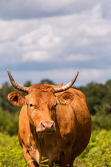 Glanrinder in der Landschaftspflege auf der Weide