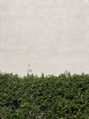 Painted walls and green climbing plants. Background with space for text.