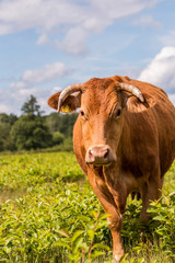 Glanrinder in der Landschaftspflege auf der Weide