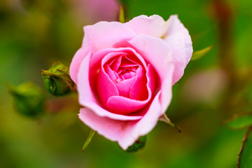 Beautiful pink rose flower in the garden.