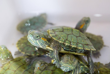 Group Red-Eared Slider turtles (Trachemys scripta) or green turtles riding the neck,cute pet at pets market,Japanese turtles selective focus