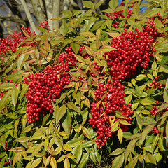Baies de Nandina domestica