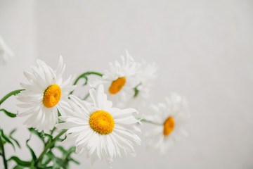Fototapeta premium Chamomile in original perspective