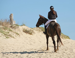 Chevaux en bord de mer